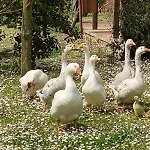 Casa Del Pavone - Capometa Appartamento *